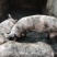 商品猪生猪，瘦肉型，体型好