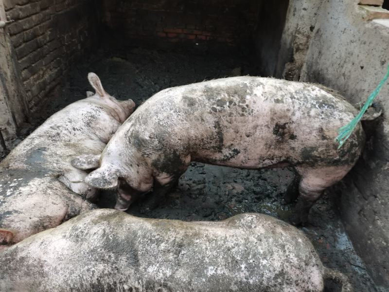 商品猪生猪，瘦肉型，体型好