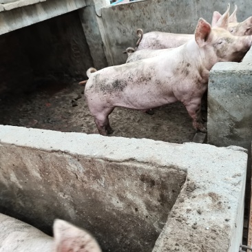 商品猪生猪，瘦肉型，体型好