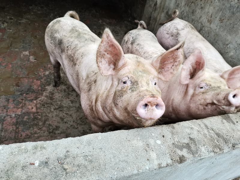 商品猪生猪，瘦肉型，体型好