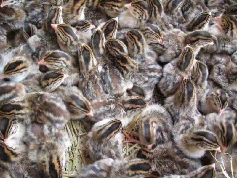 富裕家禽珍珠鸡苗厂家直销批发零售脱温苗，包疫苗