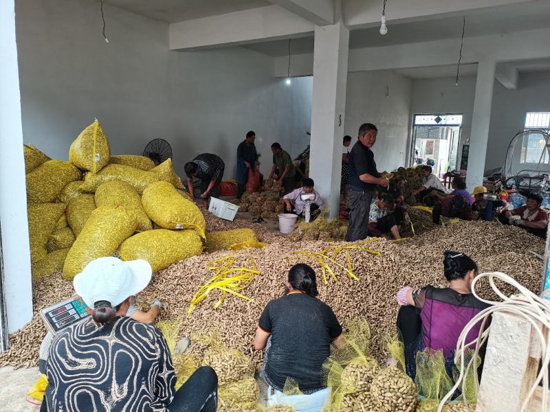 鲜花生，罗汉果湿花生小白沙大量供应超市，加工厂产地直销