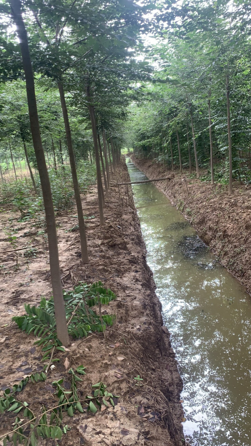 榉树小苗，榉树，精品榉树苗，榉树苗，1_2年榉树小苗