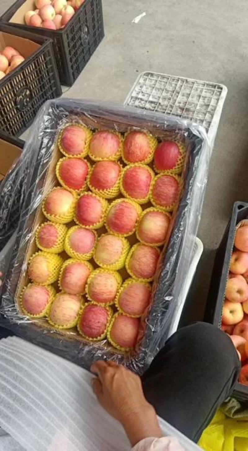 【精品】沂源红富士苹果产地直销，自有冷库，欢迎咨询