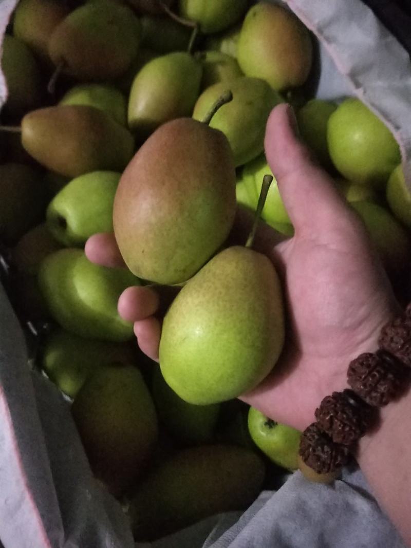 红香酥梨大量上市！产地直供！品质保证！口感脆甜