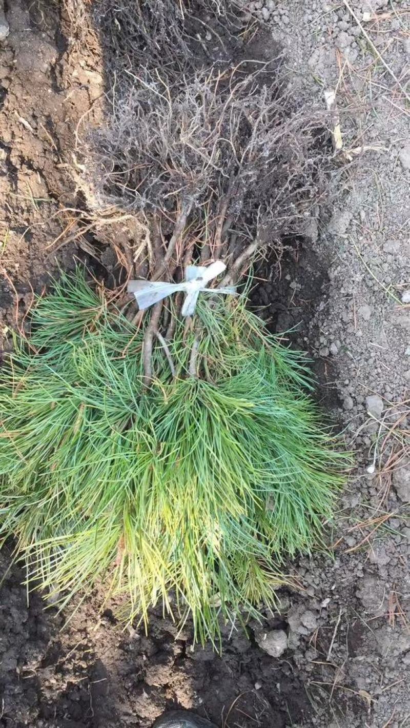 出售红松苗，各种规格，上山苗！
