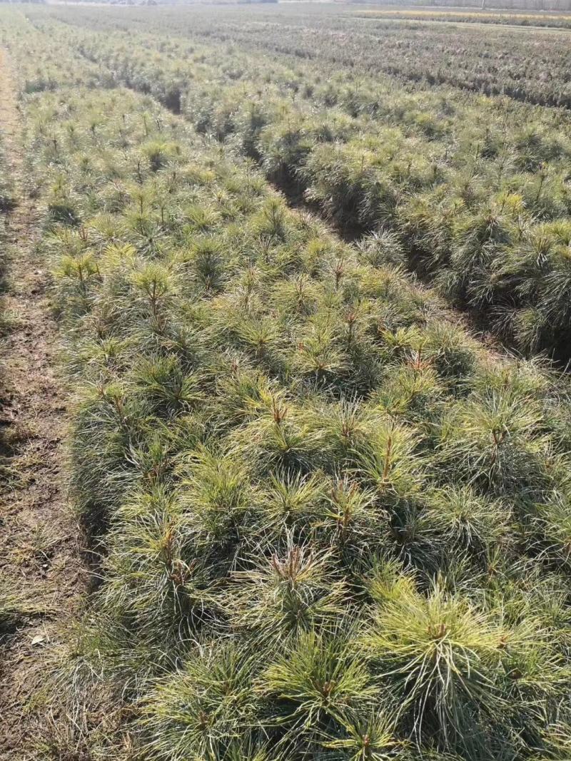 出售红松苗，各种规格，上山苗！