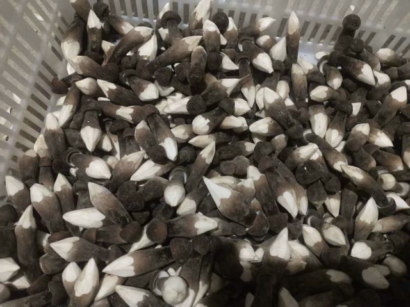 食用菌，蘑菇鸡枞菌，黑皮鸡枞菌，新鲜，一件代发，基地直供