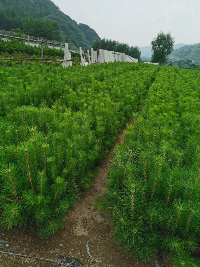 出售油松杯苗，12×13杯，13×16杯