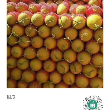 西甜瓜大量上市，望各地老板速度连系，