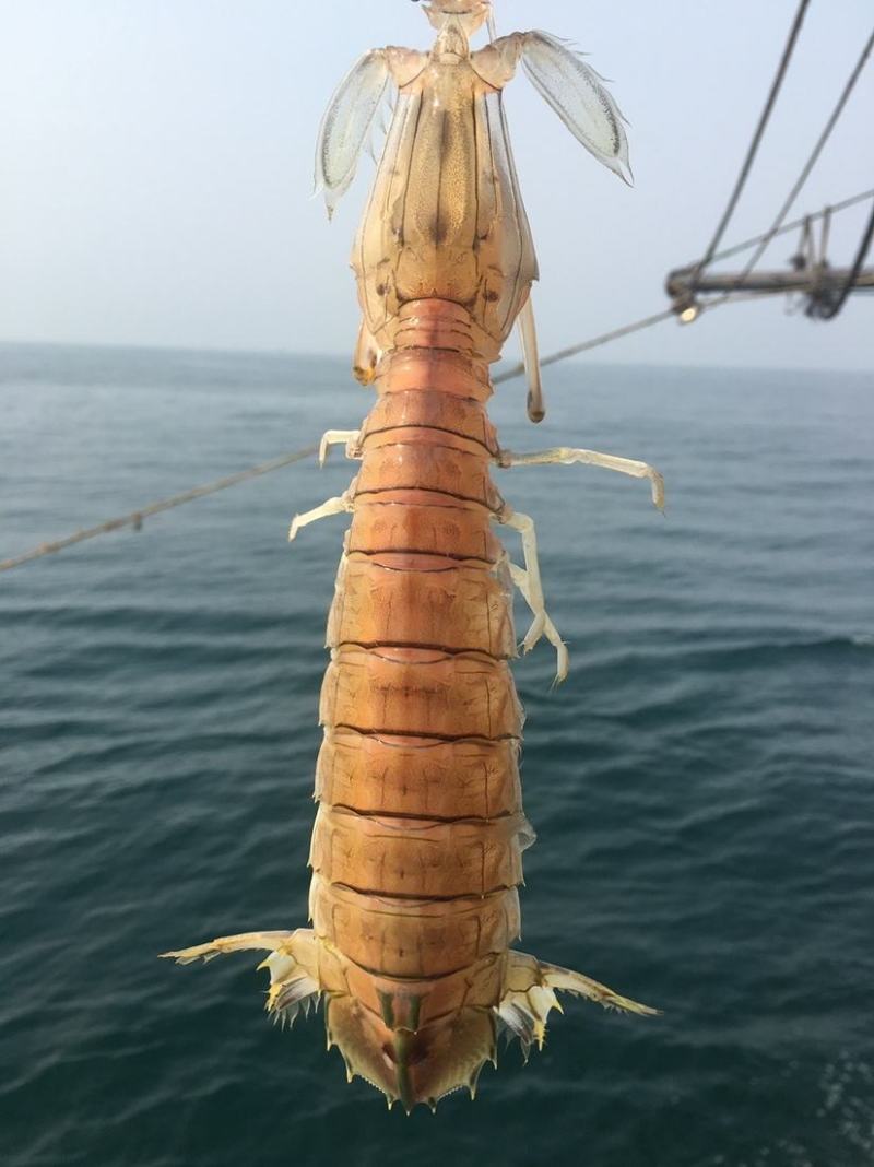 北海皮皮虾濑尿虾虾爬子，鲜活，熟冻，冰鲜均可发货