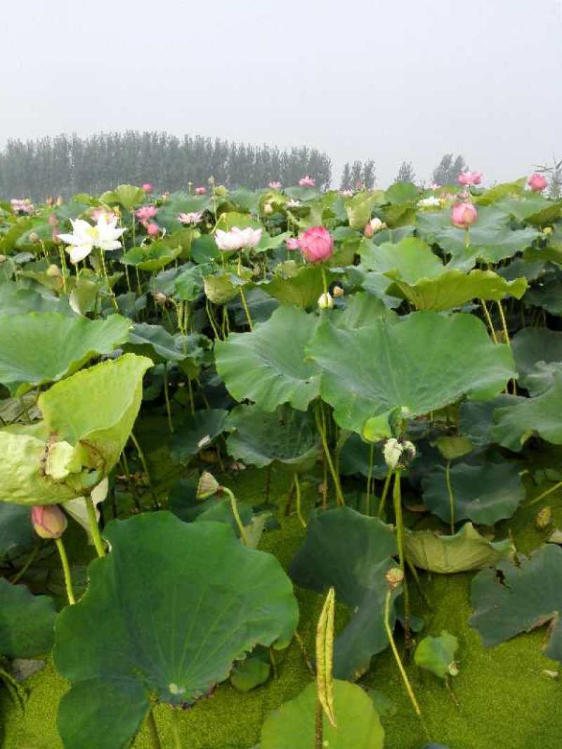 园林绿化，河道美化，公园至景，盆栽荷花