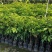 黑橄榄苗黄橄榄苗青橄榄嫁接苗南北方种植果树盆栽地栽