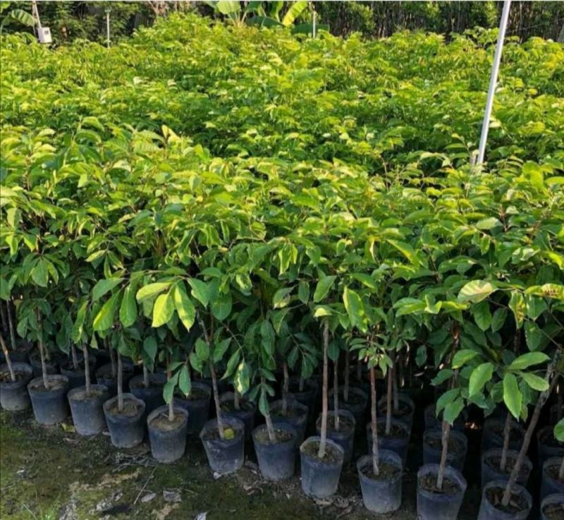 黑橄榄苗黄橄榄苗青橄榄嫁接苗南北方种植果树盆栽地栽