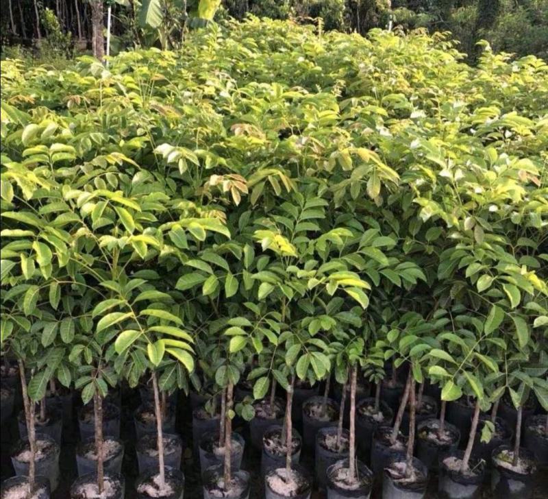 黑橄榄苗黄橄榄苗青橄榄嫁接苗南北方种植果树盆栽地栽