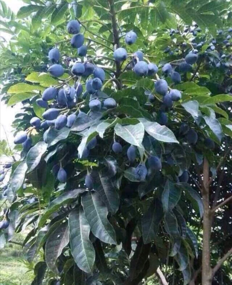 黑橄榄苗黄橄榄苗青橄榄嫁接苗南北方种植果树盆栽地栽