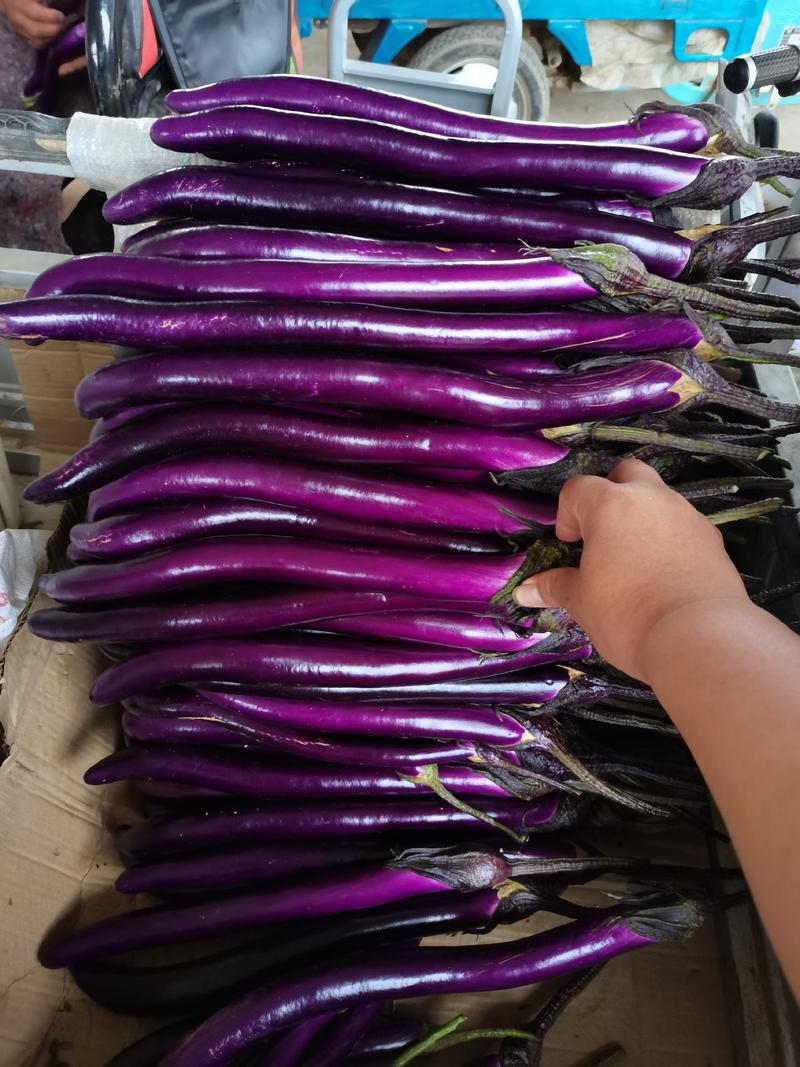 兰陵县红线茄子大量上市产地直发质量保证价格便宜