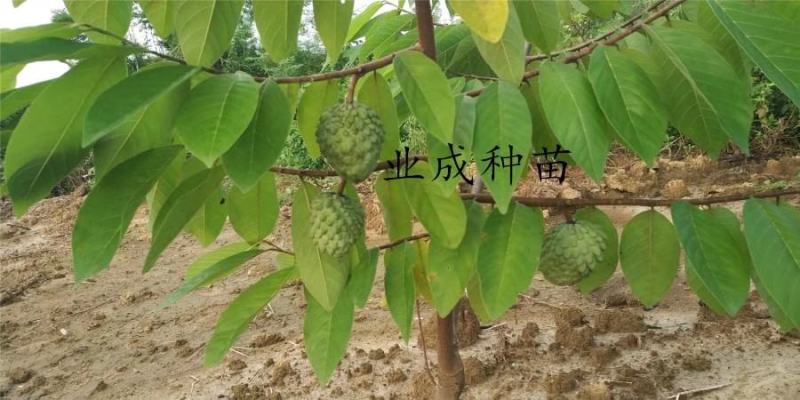番荔枝苗释迦果苗土番荔枝苗中树带果树苗当年可挂果