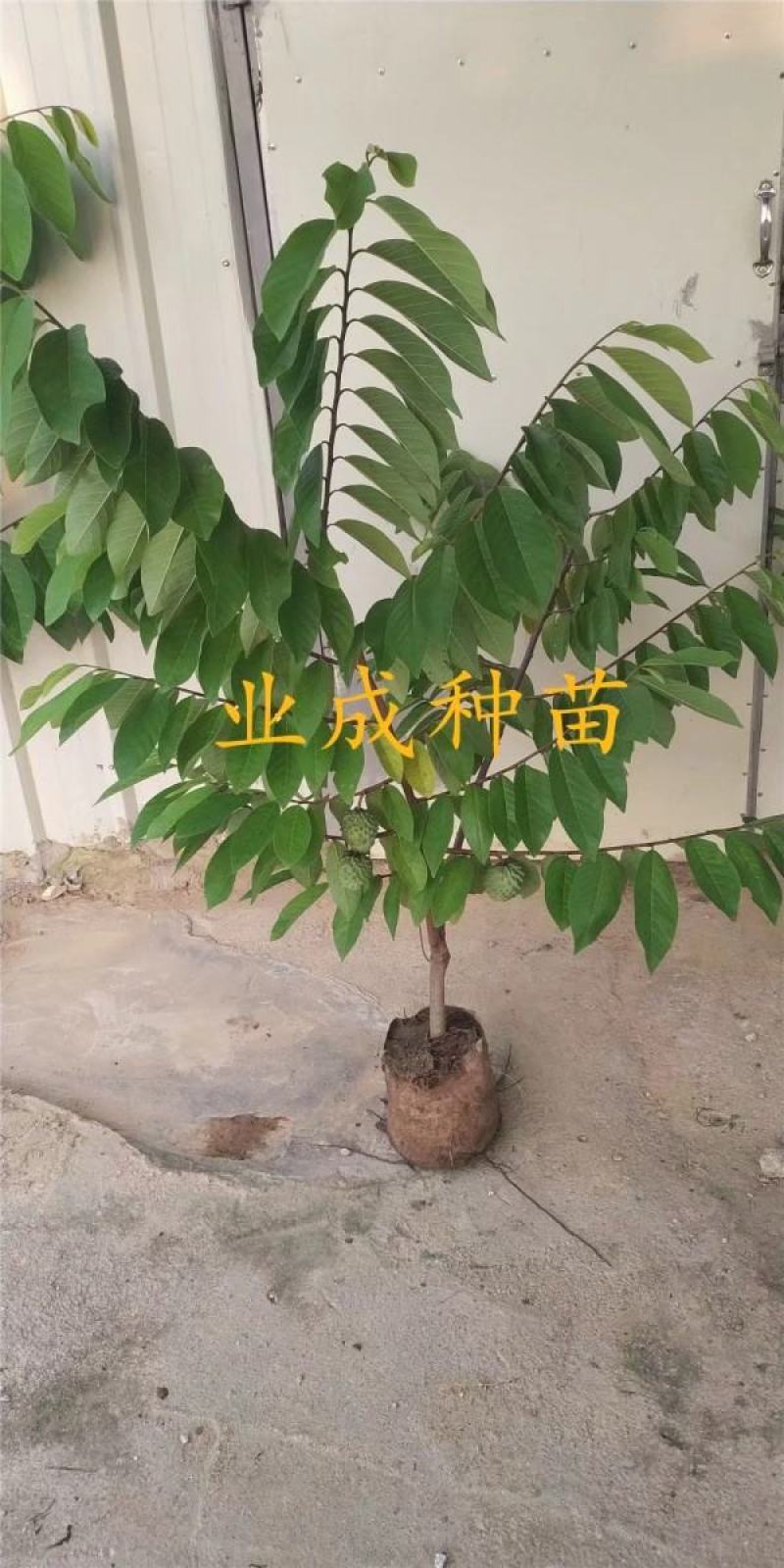 番荔枝苗释迦果苗土番荔枝苗中树带果树苗当年可挂果