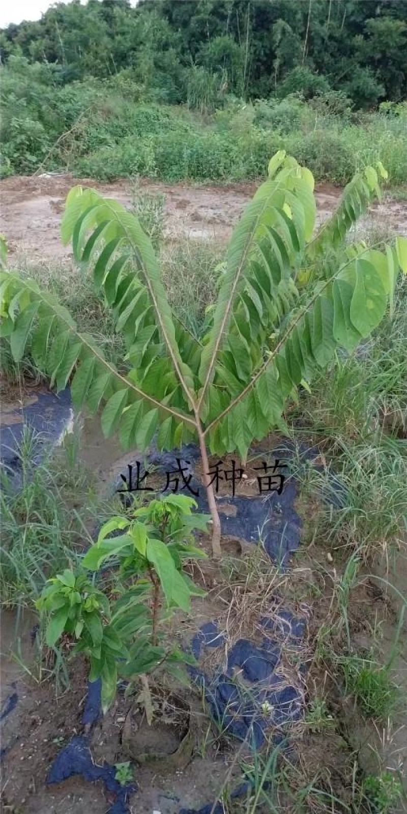 番荔枝苗释迦果苗土番荔枝苗中树带果树苗当年可挂果