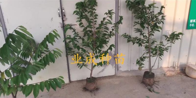 番荔枝苗释迦果苗土番荔枝苗中树带果树苗当年可挂果