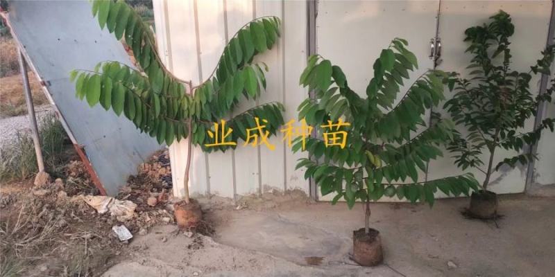 番荔枝苗释迦果苗土番荔枝苗中树带果树苗当年可挂果
