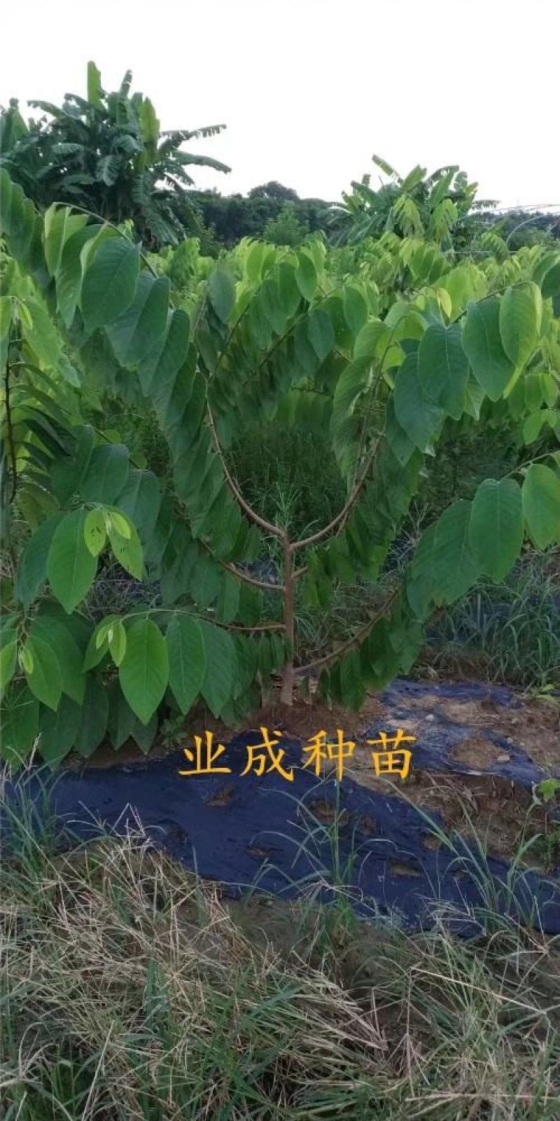 番荔枝苗释迦果苗土番荔枝苗中树带果树苗当年可挂果