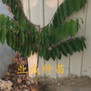 番荔枝苗释迦果苗土番荔枝苗中树带果树苗当年可挂果