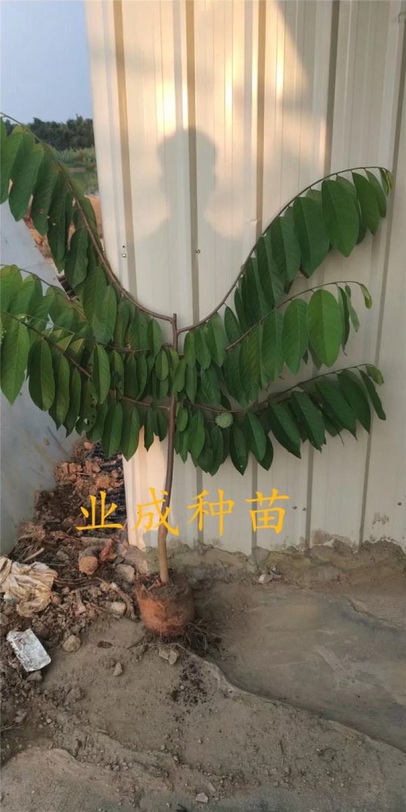 番荔枝苗释迦果苗土番荔枝苗中树带果树苗当年可挂果
