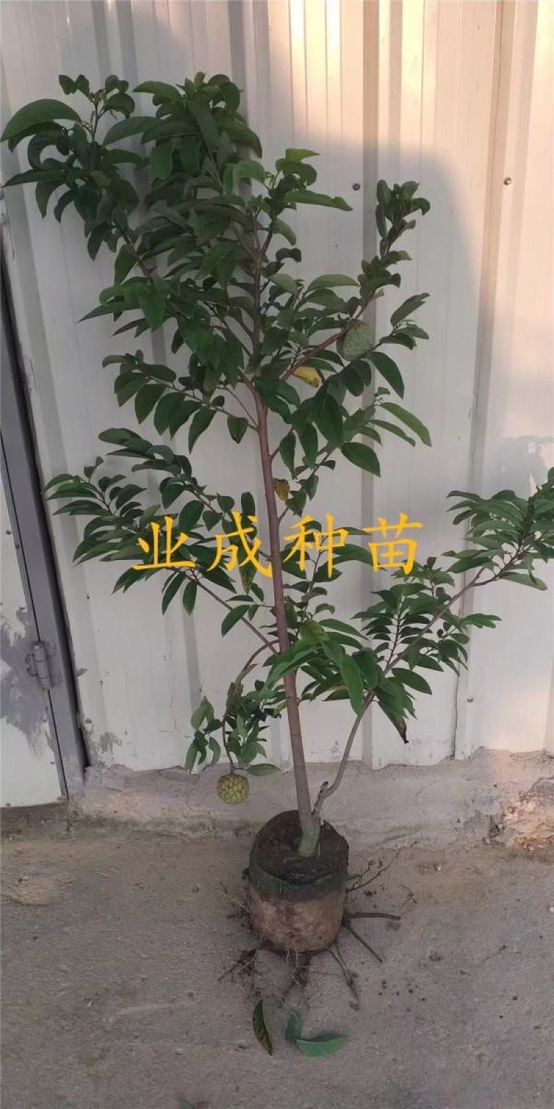 番荔枝苗释迦果苗土番荔枝苗中树带果树苗当年可挂果