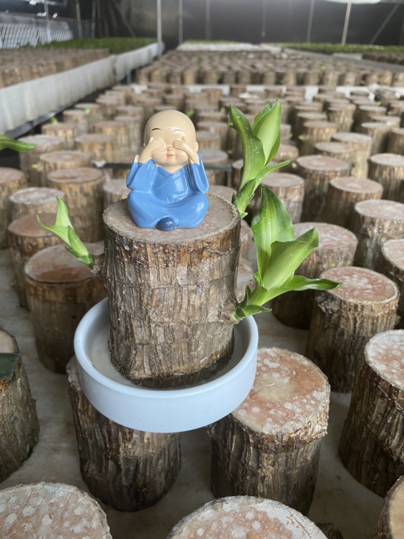 带芽巴西木办公室新房懒人绿植水培植物格鲁特幸运木盆栽