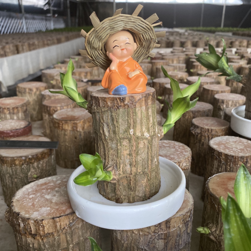 带芽巴西木办公室新房懒人绿植水培植物格鲁特幸运木盆栽