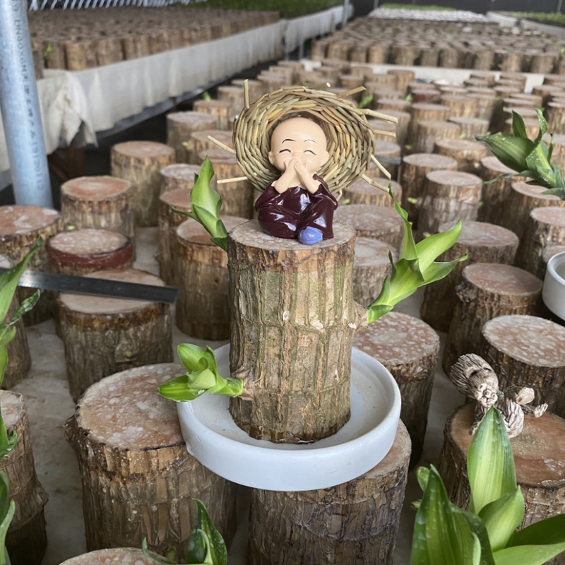 带芽巴西木办公室新房懒人绿植水培植物格鲁特幸运木盆栽