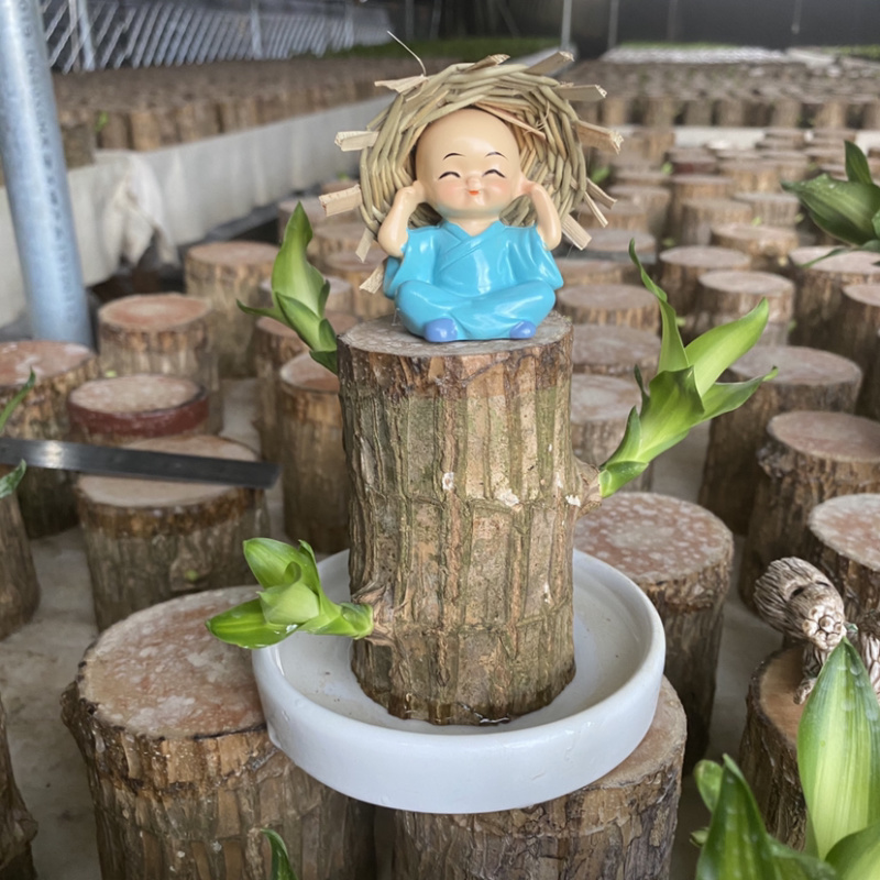 带芽巴西木办公室新房懒人绿植水培植物格鲁特幸运木盆栽
