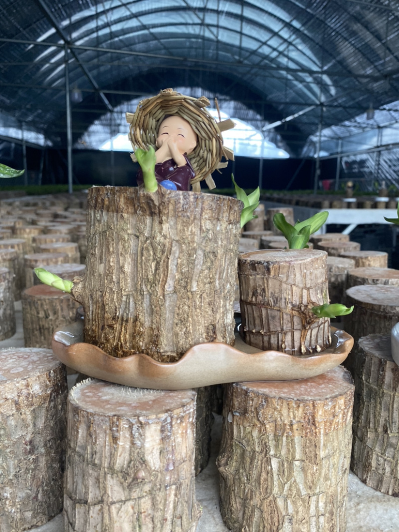 带芽巴西木办公室新房懒人绿植水培植物格鲁特幸运木盆栽