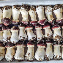 江西省新鲜优质赤松茸大球盖菇出售赤松茸详情