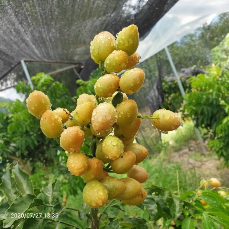 黄皮果供应桂林恭城莲花镇