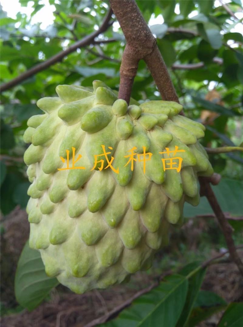 番荔枝树苗释迦果苗大树台湾凤梨释迦林檎番荔枝苗