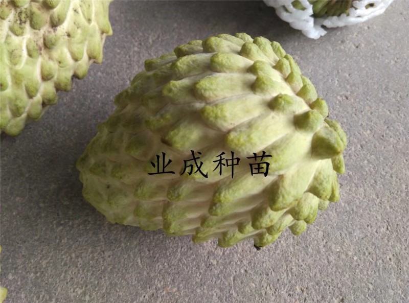 番荔枝树苗释迦果苗大树台湾凤梨释迦林檎番荔枝苗