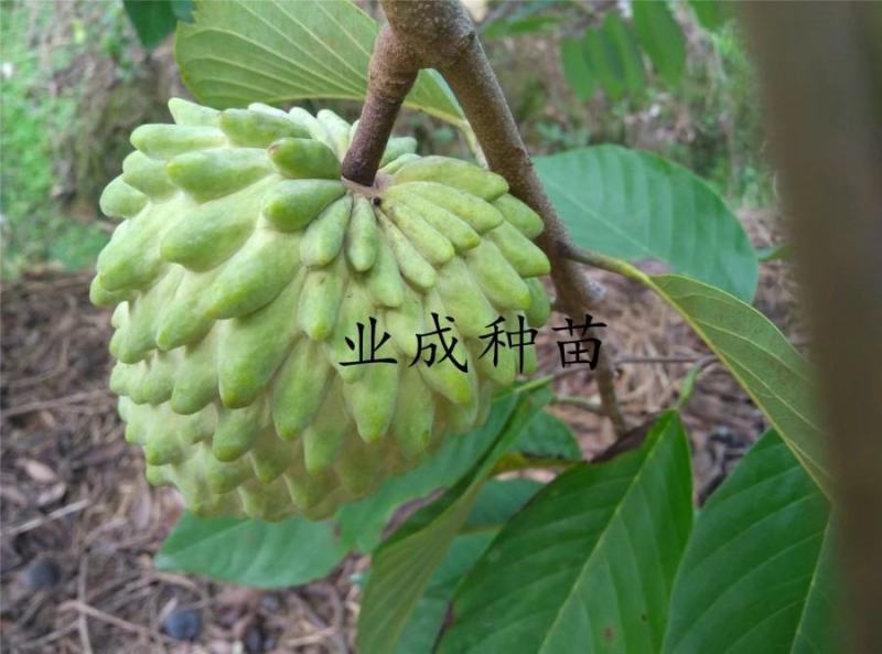 番荔枝树苗释迦果苗大树台湾凤梨释迦林檎番荔枝苗
