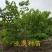 番荔枝树苗释迦果苗大树台湾凤梨释迦林檎番荔枝苗