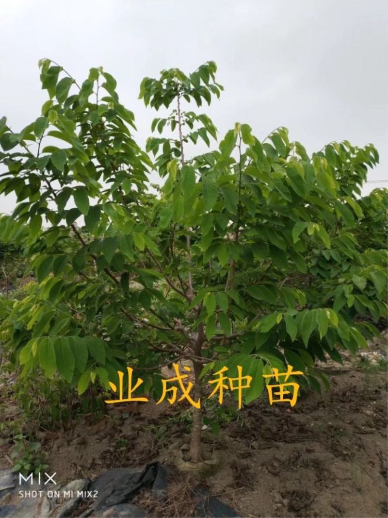 番荔枝树苗释迦果苗大树台湾凤梨释迦林檎番荔枝苗