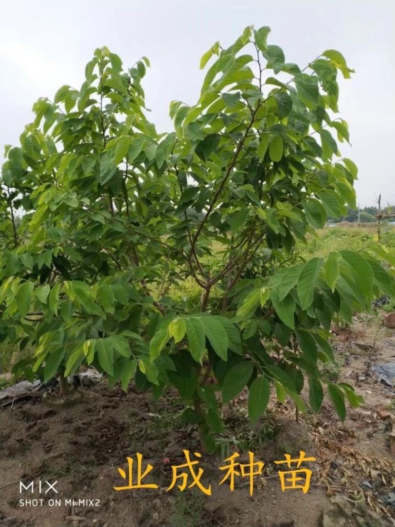番荔枝树苗释迦果苗大树台湾凤梨释迦林檎番荔枝苗