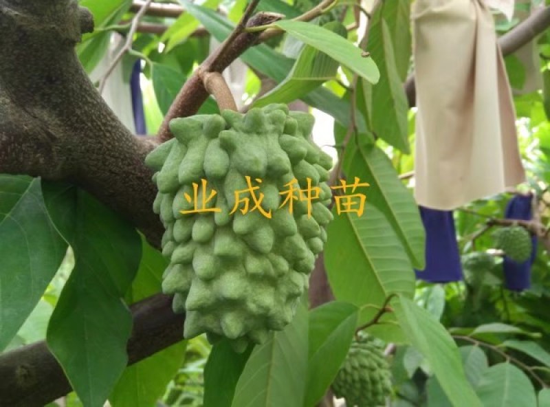 番荔枝树苗释迦果苗大树台湾凤梨释迦林檎番荔枝苗