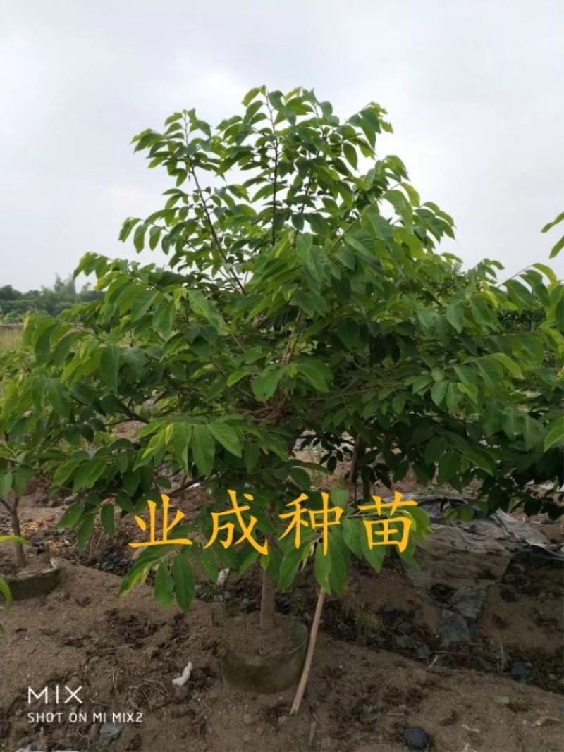 番荔枝树苗释迦果苗大树台湾凤梨释迦林檎番荔枝苗