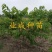 番荔枝树苗释迦果苗大树台湾凤梨释迦林檎番荔枝苗