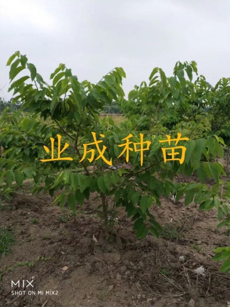 番荔枝树苗释迦果苗大树台湾凤梨释迦林檎番荔枝苗