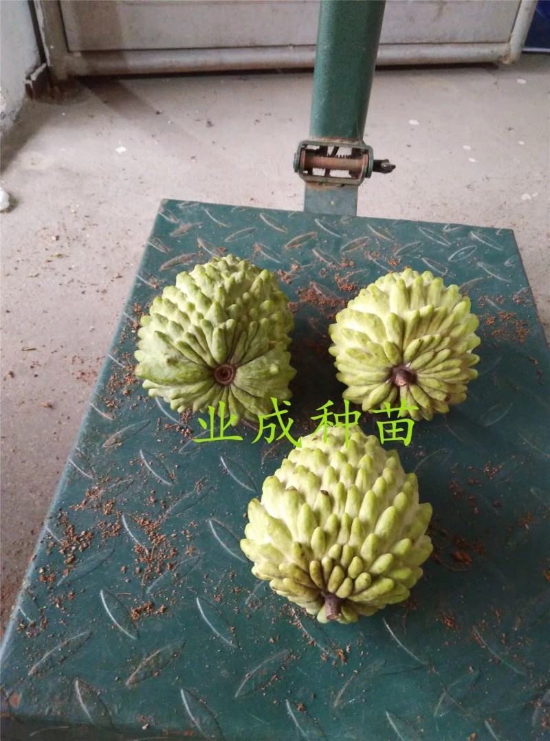 番荔枝树苗释迦果苗大树台湾凤梨释迦林檎番荔枝苗
