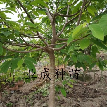 番荔枝树苗释迦果苗大树台湾凤梨释迦林檎番荔枝苗