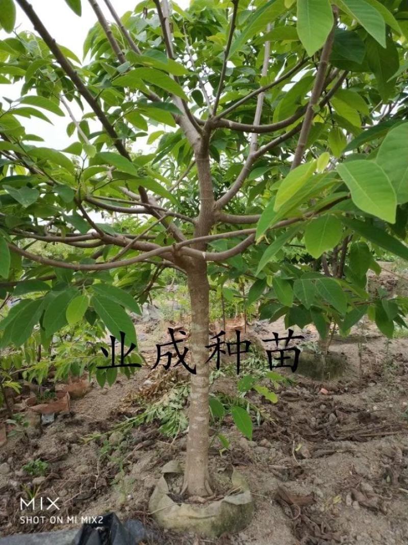 番荔枝树苗释迦果苗大树台湾凤梨释迦林檎番荔枝苗